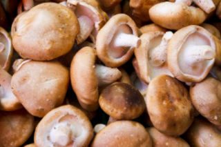 菇棚之上“种太阳” “菇光互补”助力庆元高效农业发展 ()