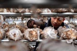 脚踩土地，手种香菇：一个河南县城的“大涉农”金融 ()