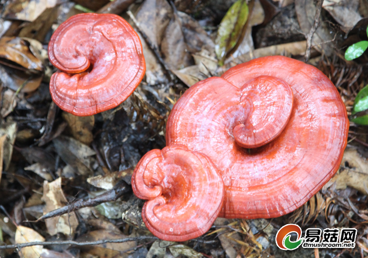 TIM截图20190213144009