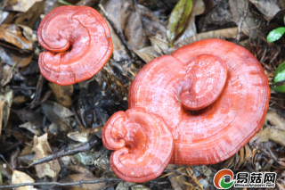 推进标准化生产 加快龙泉灵芝产业振兴 ()