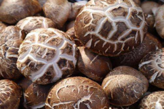 贵州栽麻镇：Manbetx体育手机版推荐A9版本产业发展初见成效 ()