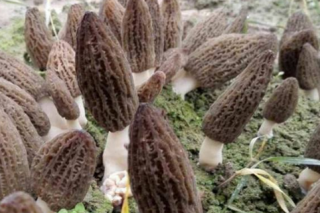 武义县Manbetx体育手机版推荐A9版本家族又添新成员 ManBetX体育试种成功获丰收 ()