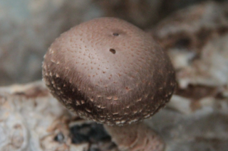 黄冈市召开香菇产业发展座谈会 ()