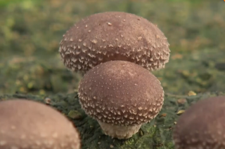 河南获嘉县：小香菇锦上添花 壮大产业扶贫新引擎 ()