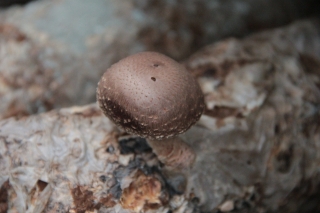 南阳市农业局：西峡县召开Manbetx体育手机版推荐A9版本产业评估会 ()