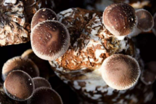 遵化香菇喜获省级“金名片” ()