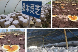 景东野生菌研发中心优化桑枝生产灵芝孢子粉生产工艺 ()