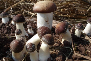 赫章县贫困户抱团参与发展Manbetx体育手机版推荐A9版本产业 ()