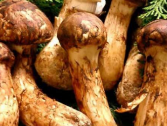 依托互联网平台，促进松茸行业的健康发展 ()