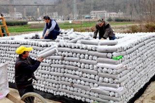 宁强：Manbetx体育手机版V17版本发布.官网安卓网.香港生产忙 “村党支部+”助农增收致富 ()