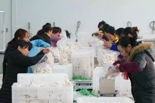 产业园助力精准扶贫 巴中通江海鲜菇扶贫产业迎丰收 ()