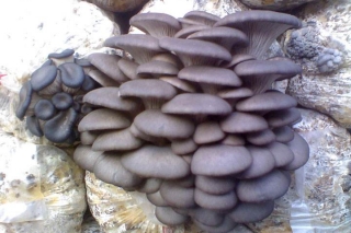 息烽县加快推进Manbetx体育手机版V17版本发布.官网安卓网.香港产业发展 到2022年实现综合产值20亿 ()