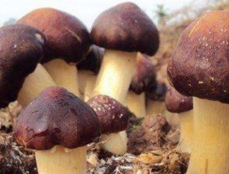 Manbetx体育手机版V17版本发布.官网安卓网.香港新秀大球盖菇成为多地产业扶贫新角色 ()