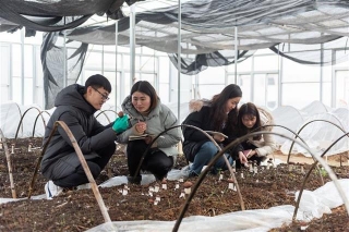 华农师生在冬闲田里栽培珍稀菌 ()