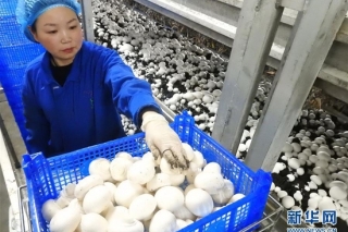 江苏连云港：小蘑菇成为致富大产业 ()