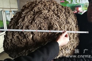 山上寻到20斤“蘑菇王” 到底是“何方神圣”？ ()