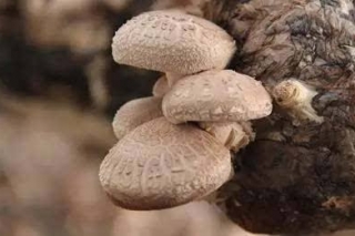 竹溪：Manbetx体育手机版V17版本发布.官网安卓网.香港产业扶贫效果显现 ()