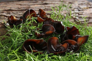 丽水：黑木耳“林黑1号”通过省新品种认定 ()