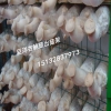 蘑菇出菇网格 平菇出菇网架 香鲍菇出菇网格架工厂化出菇房网架
