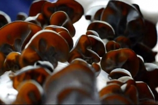 “采蘑菇”的科学家 ()