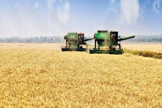 中办 国办印发《关于促进小农户和现代农业发展有机衔接的意见》 ()