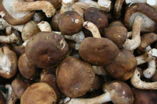 农民不与鸟“争食” 小香菇成就大产业 ()