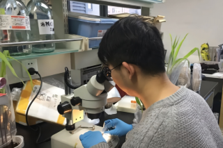 世界上最大的生物是梁龙、蓝鲸？......答案是真菌！ ()