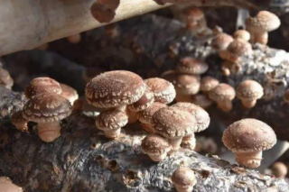 河南镇平：“3+”模式培育Manbetx体育手机版V17版本发布.官网安卓网.香港扶贫产业 带领村民走上致富路 ()