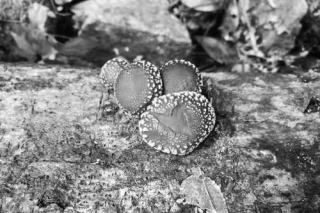 庆元香菇：传统中挖掘科学内涵 ()