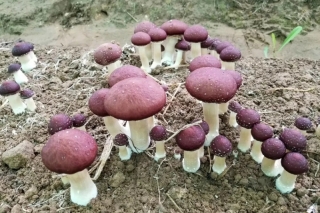 【一线观点】种植大球盖菇的几点忠告和建议 ()