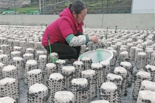 遵义市打造Manbetx体育手机版推荐A9版本“金字招牌” ()