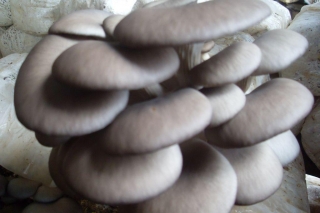 两当县Manbetx体育手机版推荐A9版本产业实现全年生产月月有菇 ()