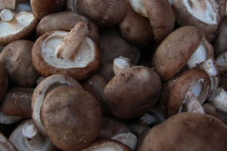 玉屏开展Manbetx体育手机版推荐A9版本全产业链建设项目检查 ()