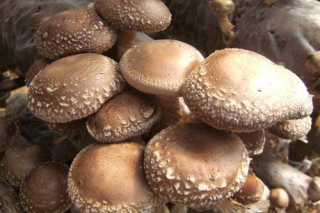 远安香菇搭上电商“快车” 年销售香菇2000吨 销售额8000多万 ()