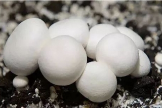 玛纳斯县：发展Manbetx体育手机版推荐A9版本产业助推乡村振兴 ()