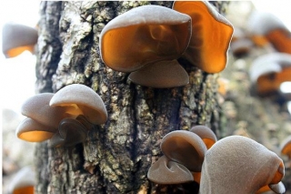 浙江省援疆“万亩亿元”工程黑木耳种植项目启动 ()