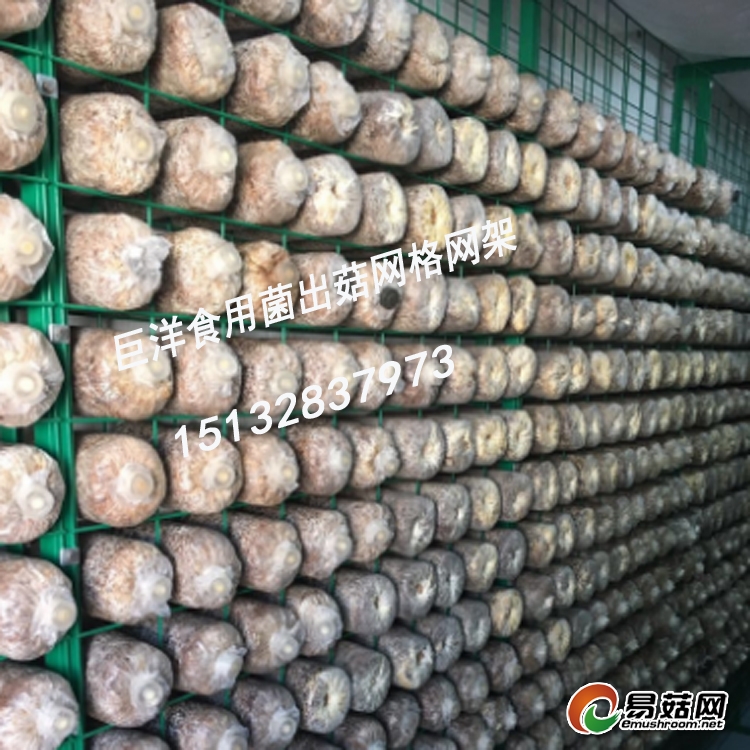 蘑菇网4-1