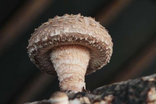 浙江电视台到庆元拍摄纪录片《一菇一世界》 ()