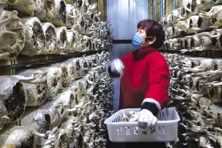 “空中蘑菇”生金之道 ()