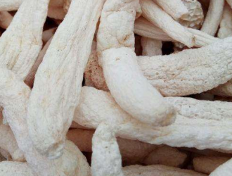 菌业新秀大球盖菇傲娇“登场”  撬动产业新升级 ()