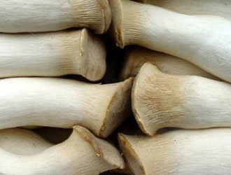 奉化安图联手打造东北最大杏鲍菇生产基地 投资2.5亿元，年产量将达3万吨 ()