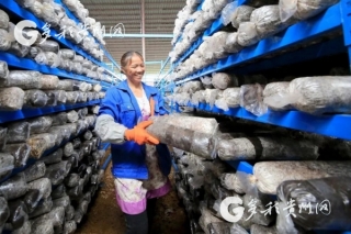 贵定：“小蘑菇”带动“大扶贫” ()