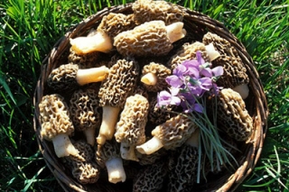 贵州：Manbetx体育手机版V17版本发布.官网安卓网.香港首种出菇 撑起村民致富伞 ()