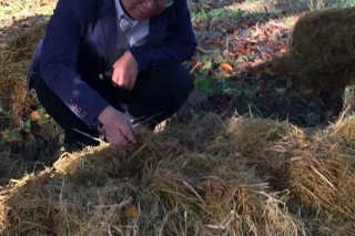 “扶贫”成两会热词，这款技术“神器”能让秸秆上长“松茸”，正在帮不少地方脱贫致富 ()