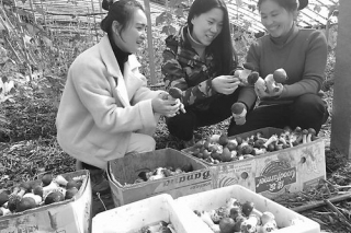 扶贫好帮手赤松茸 ()