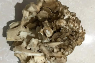 无量山野生灰树花菌丝体被成功分离 ()