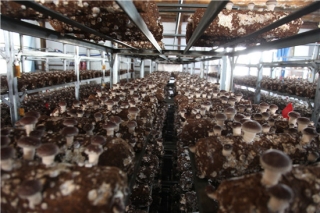 上海市农业科学院成功攻关香菇液体菌种技术   规模化应用引领产业发展新风向 ()