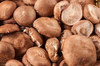 零基础的“香菇带贫基地”何以丰收？ ()