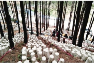 剑河：一县一业 脱贫攻坚打硬仗 ()