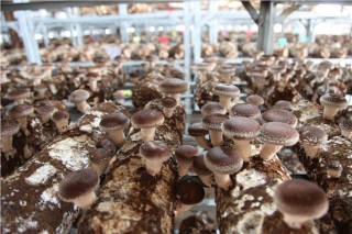 情系香菇三十载  香菇液体菌种技术终获成功 ()